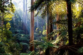 Natife Australian Rainforest - Eucalyptus Trees And Ferns Wall Mural