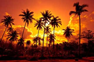 Coconut Palms On Sand Beach In Tropic On Sunset Wall Mural