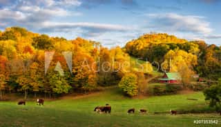 Autumn Appalachian Farm At The End Of The Day - Cows On Back Roads Near Boone North Carolina Wall Mural