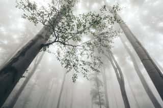 Forest Up View With Fog Wall Mural