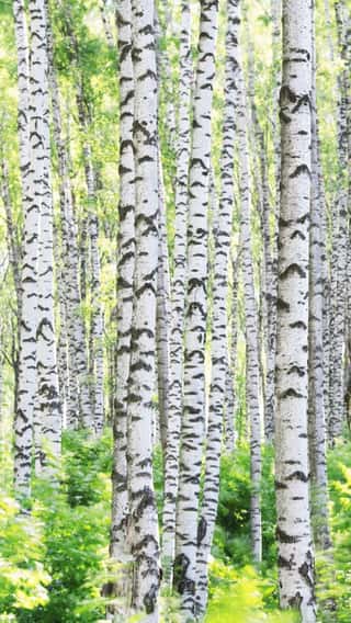 Summer In Towering Birch Forest Wall Mural