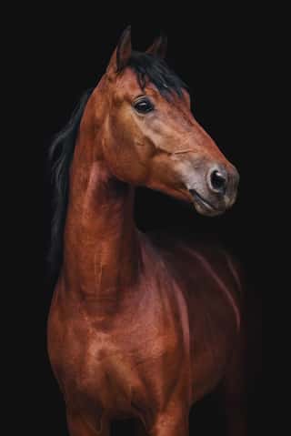 Portrait Of Orlov Trotter Horse On A Black Background Wall Mural
