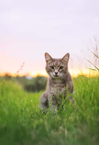  Cute Beautiful Striped Kitten Fun And Rushing Through The Green Summer Meadow Wall Mural