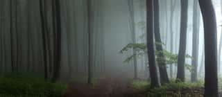 Panorama Of Foggy Forest  Fairy Tale Spooky Looking Woods In A Misty Day  Cold Foggy Morning In Horror Forest Wall Mural