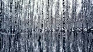 Reflection Of Birch Trees In Water Unusual Frame Wall Mural