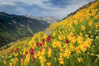 Yellow Wildflowers In The Wasatch Mountains, Utah, USA  Wall Mural