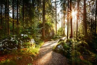 Magical Scenic And Pathway Through Woods In The Morning Sun  Wall Mural