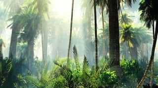 Tropical Jungle In The Fog  Palms In The Morning 
 Wall Mural