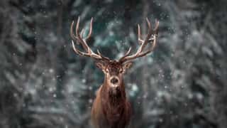 Noble Deer Male In Winter Snow Forest  Artistic Winter Christmas Landscape  Wall Mural