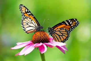 Two Monarch Butterflies Feeding On A Pink Cone Flower Wall Mural