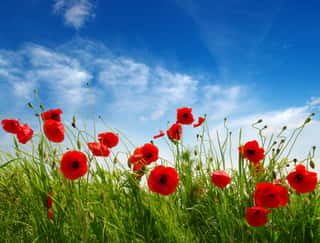 Red Poppies On Field   Wall Mural