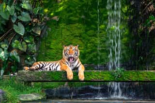 Bengal Tiger Resting Near The Waterfall With Green Moss From Inside The Jungle Zoo    Wall Mural