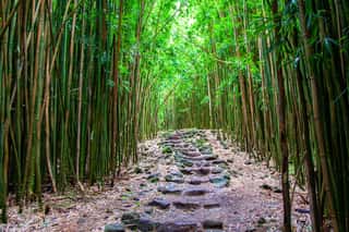 Stone Steps At Pipiwai Trail At Bamboo Forest, Maui Wall Mural
