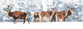 A Noble Deer With Females In The Herd Against The Background Of A Beautiful Winter Snow Forest  Artistic Winter Landscape  Christmas Photography  Winter Wonderland  Banner Design  Wall Mural