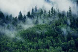 Misty Landscape With Fir Forest  Morning Fog In The Mountains  Beautiful Landscape With Mountain View And Morning Fog  Wall Mural