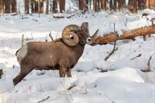 Large Bighorn Ram In The Snow Wall Mural