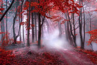 Mystical Red Forest Wall Mural
