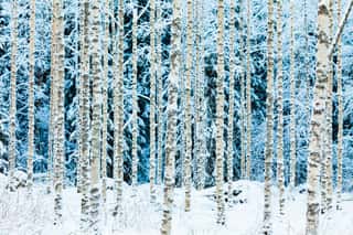 White Snowy Birch Trunks In Winter Forest Wall Mural