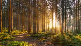 Silent Forest In Spring With Beautiful Bright Sun Rays Wall Mural