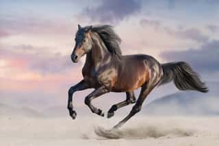 Bay Horse Run Gallop In Desert Sand Wall Mural