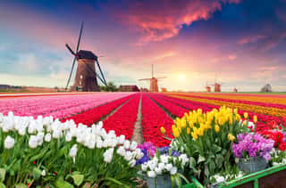 Dramatic Spring Scene On The Tulip Farm  Colorful Sunset In Netherlands, Europe  Wall Mural