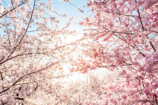 Low Angle View Of Vibrant Pink Cherry Blossom Sakura Tree Sunburst Through Branch In Spring In Washington DC During Festival Wall Mural