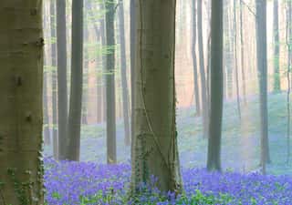 Early Morning Light Spring Forest With Violet Blue Bells In The Foggy Mist  These Wild Flowers Cover The Floor Of The Woods With A Carpet Of Color   Bluebells Are Beautiful Wildflowers  Wall Mural