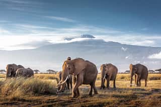 Herd Of African Elephants In Front Of Kilimanjaro Wall Mural