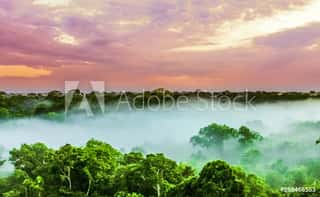 Sunset Over The Trees In The Brazilian Rainforest Of Amazonas Wall Mural