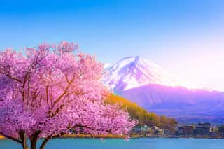 Mount Fuji And Cherry Blossoms Viewed From Lake Kawaguchiko, Yamanashi, Japan  Wall Mural