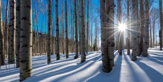 Bare White Aspen Trunks Stand In Stark Contrast Against The Bright Clear Blue Colorado Mountain Winter Sky  The White Snow Perfectly Complements The Birch Like Bare Tree Trunks As The Sun Peaks Throug Wall Mural