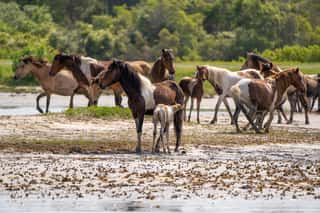 Wild Horses And Ponies Walking And Running On Beach At Assateague Island During Summer   Wall Mural