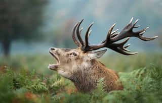 Red Deer Stag Roaring In Autumn Wall Mural