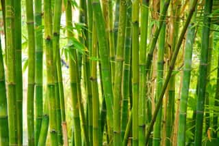 Bamboo Stalks Wall Mural