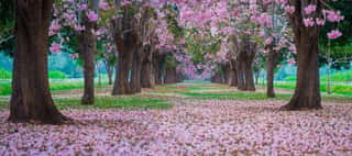 Pink Trumpet Tree With Pink Flower Blooming Tunnel On The Morning  Wall Mural
