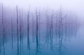 MISTY BLUE POND   Wall Mural