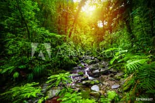 Small Stream In Guadeloupe Jungle At Sunset Wall Mural