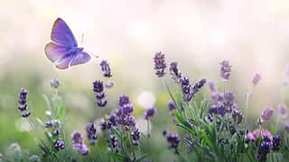 Purple Blossoming Lavender And Flying Butterfly In Nature  Wall Mural