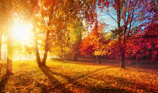 Autumn Landscape  Fall Scene Trees And Leaves In Sunlight Rays Wall Mural