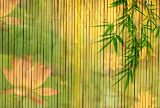 Lotus And Bamboo Background   Wall Mural