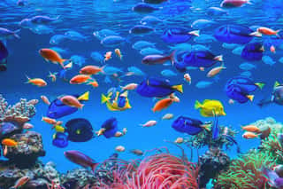 Colorful Schools Of Tropical Fish  Underwater Coral Reef Background Wall Mural