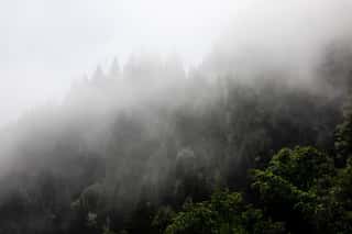 Foggy Mysterious Forest Growing On Hills Wall Mural