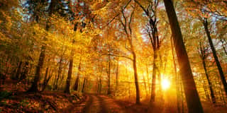 Forest Sunset In Autumn Wall Mural