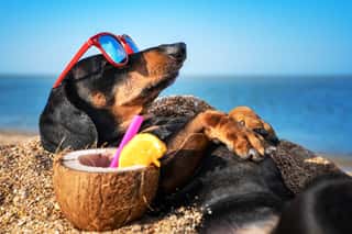 Beautiful Dog Of Dachshund, Black And Tan, Buried In The Sand At The Beach Sea On Summer Vacation Holidays, Wearing Red Sunglasses With Coconut Cocktail Wall Mural