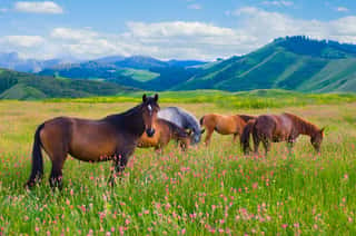 Horses Are Grazed On A Meadow Wall Mural