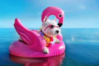 White Terrier Wearing Tropical Flower Garland Chilling On The Pink Rubber Flamingo Wall Mural