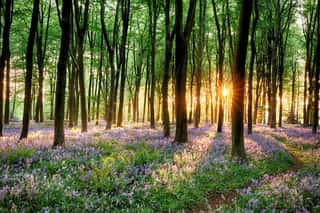 Bluebell Forest Path At Sunrise Wall Mural