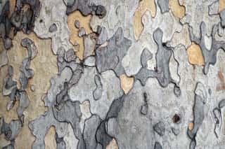 Bark Of A Tree On The Trunk During Autumn - Irregular Colorful Shapes Wall Mural