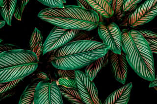 Calathaea Picturata, Abstract Green Leaf Texture, Nature Background, Tropical Leaf Wall Mural