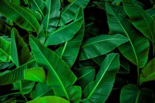 Tropical Banana Leaf Texture In Garden, Abstract Green Leaf, Large Palm Foliage Nature Dark Green Background Wall Mural